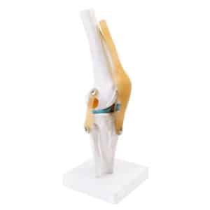 Articulation de genou avec ligaments
