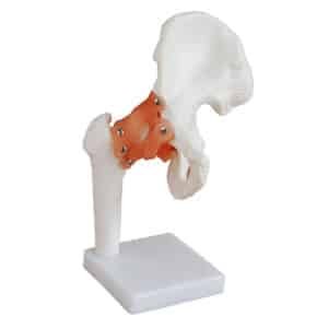 Articulation de la hanche avec ligaments
