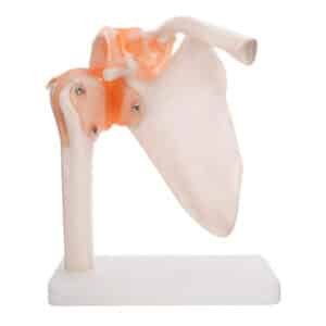 Articulation de l’epaule avec ligaments