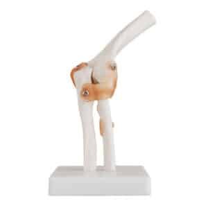 Articulation du coude avec ligaments