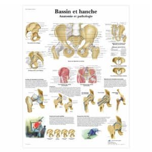 Bassin et hanche -Anatomie et pathologie