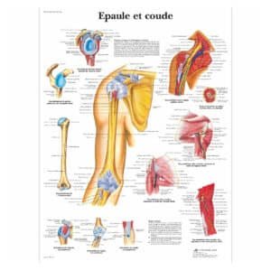 Planche anatomique épaule et coude