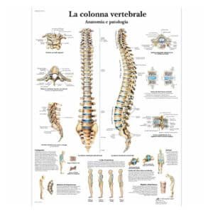 Planche Anatomique Colonne Vertébrale