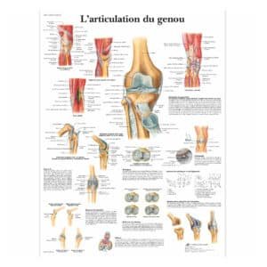 L’articulation du genou