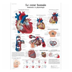 Cœur humain