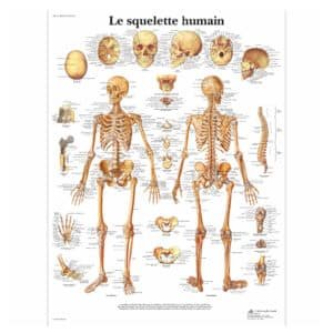 Planche Anatomique Squelette Humain