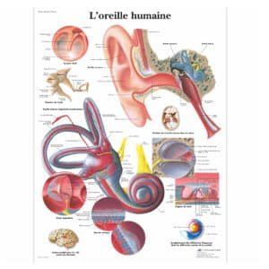 L’oreille humaine
