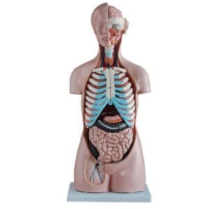 Torse asexué 85 cm (20 pièces)