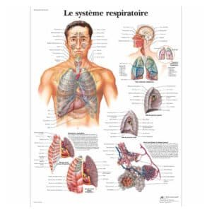 Le système respiratoire