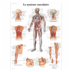 Le système vasculaire