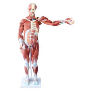 80cm de muscle humain Mâle 1