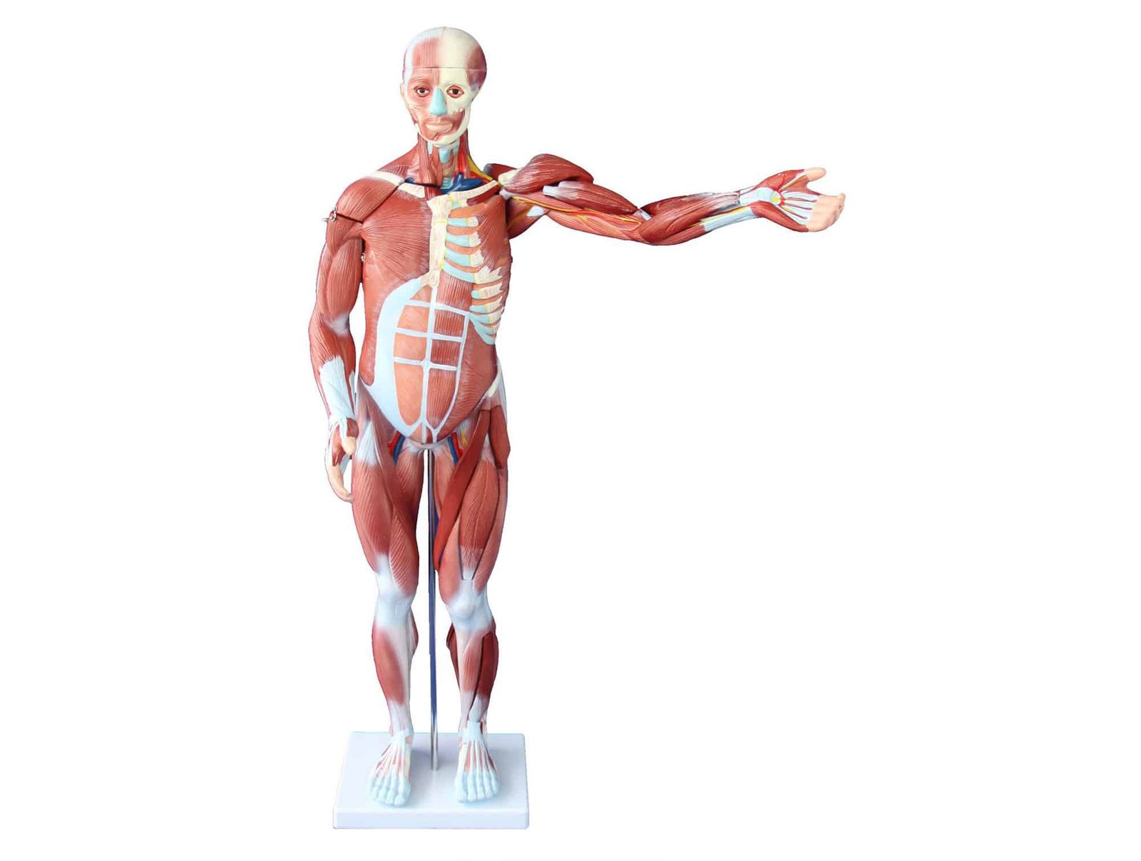 80cm de muscle humain Mâle 1