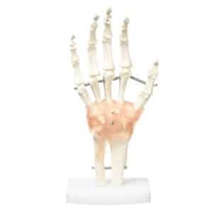 Articulation de la main avec ligaments
