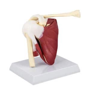 Articulation d'épaule musclée