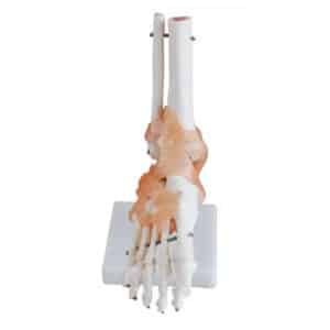 Articulation du pied avec ligaments