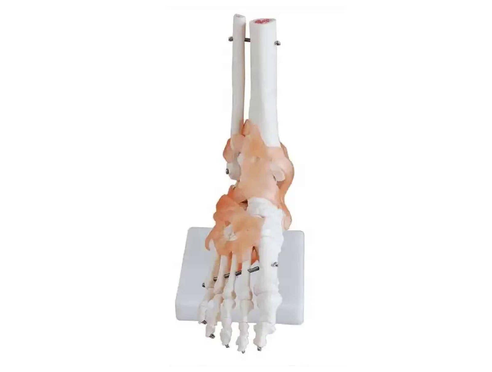 Articulation du pied avec ligaments