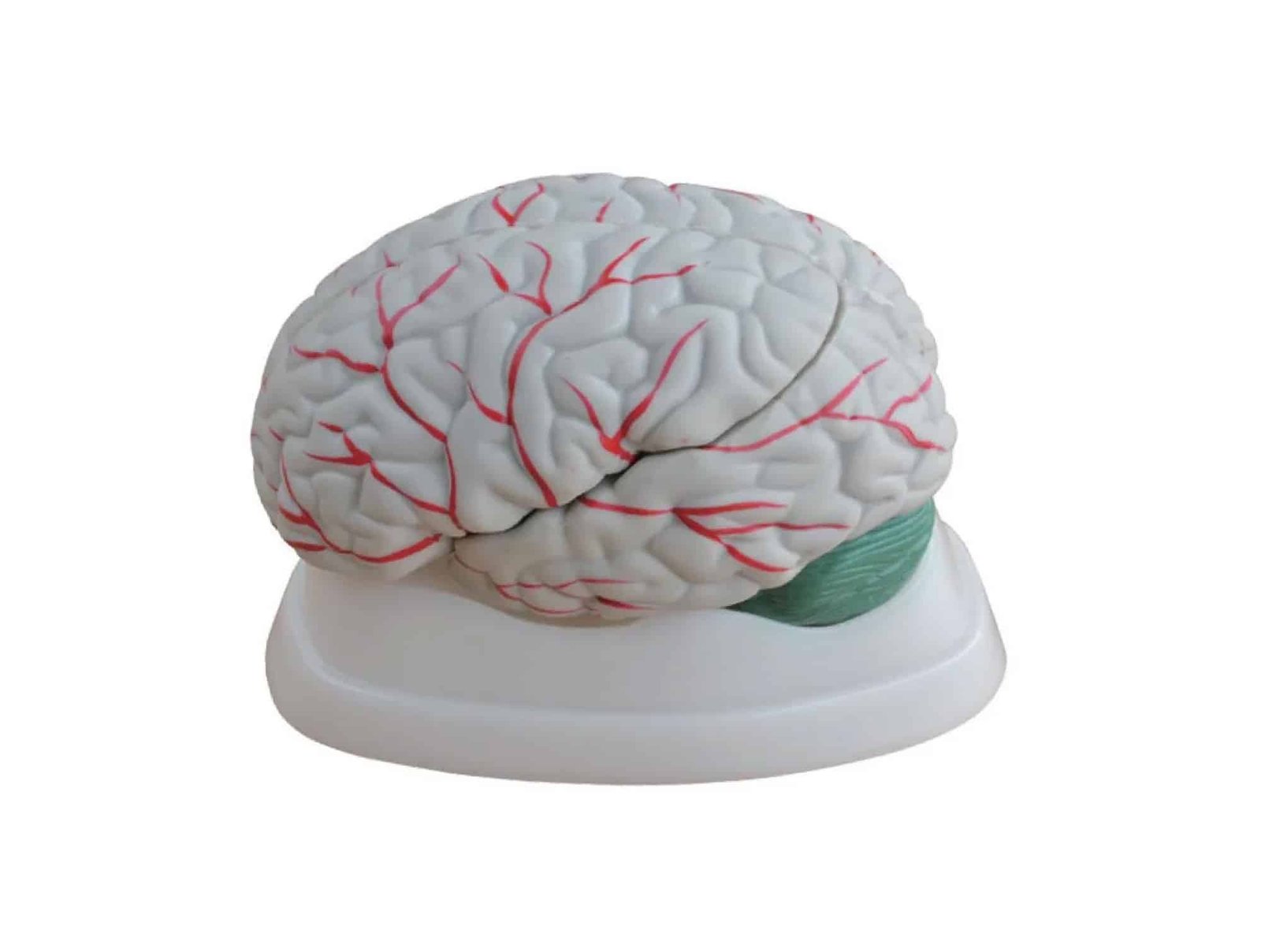 Cerveau 3 pièces 1