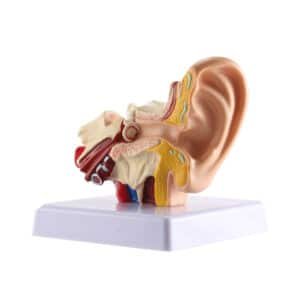 Modèle d'oreille de bureau 1
