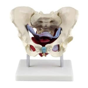 Muscles et organes pelviens féminins 1