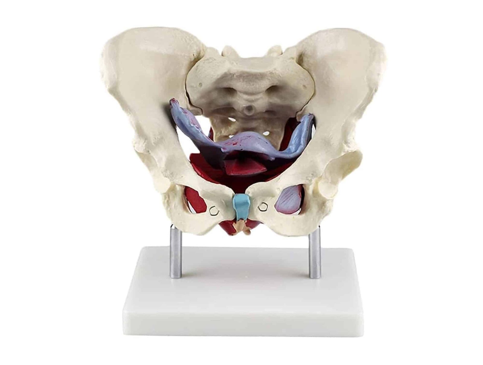 Muscles et organes pelviens féminins 1