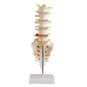 lombaires avec Sacrum 1
