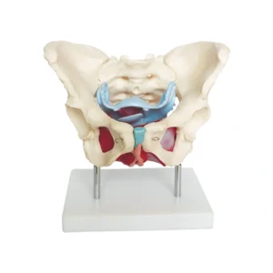 Muscles et organes du bassin féminin